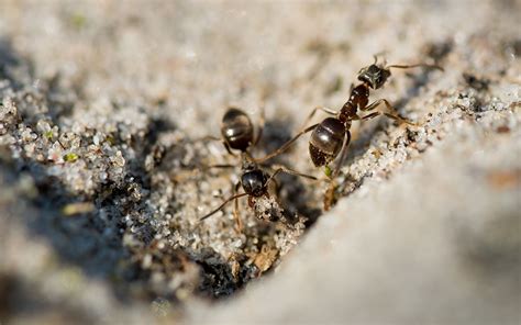 家中突然出現很多小螞蟻 雙龍丹鳳霸皇都